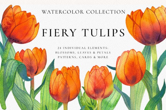 Download Fiery Tulip Floral Watercolor Collection - Floral watercolor Collection